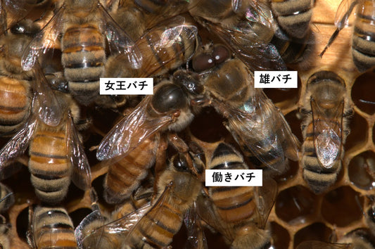 ミツバチの階級社会は、役割分担が超厳格！①